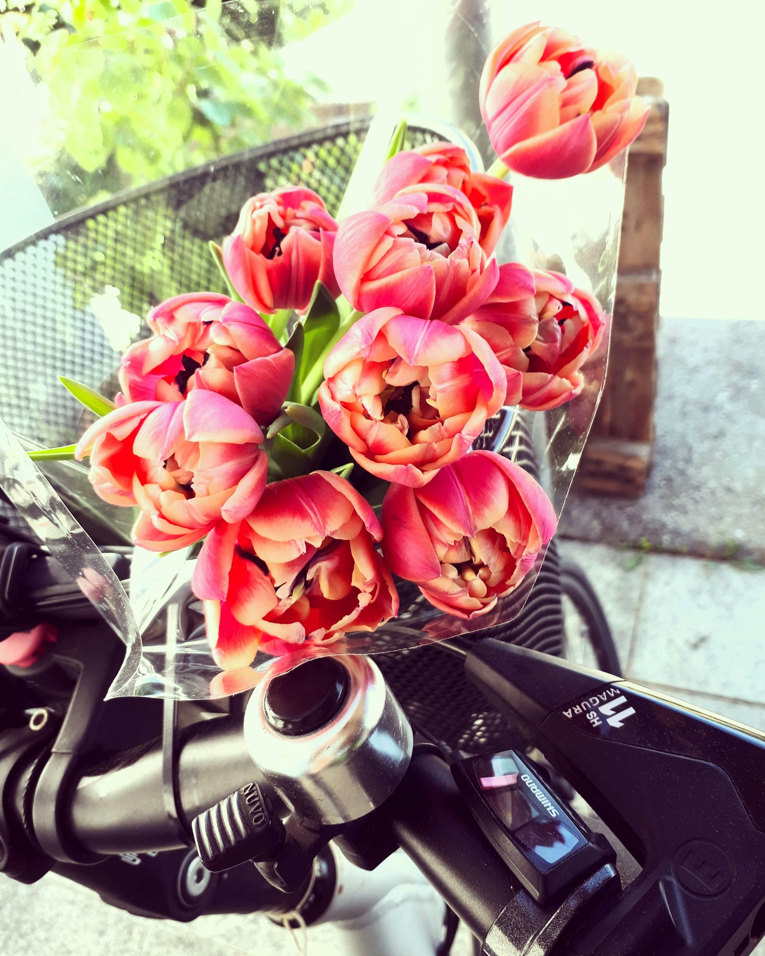Fairtrade Blumen nachhaltig mit dem Fahrrad nach Hause gebracht