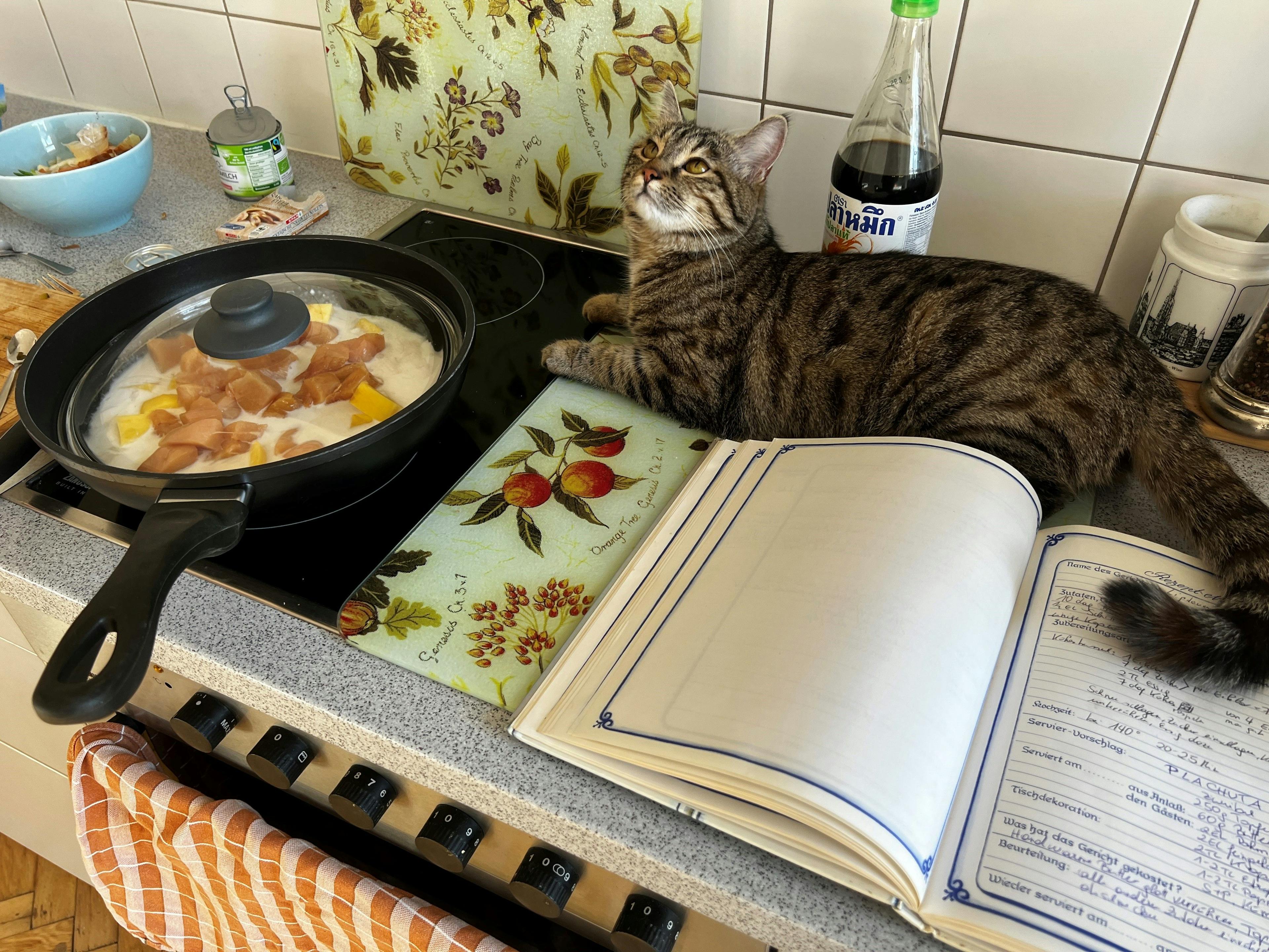 Kochen mit FAIRTRADE gefällt auch der Katze!